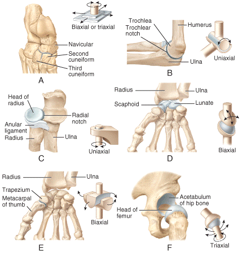 condyloid-joint-diagram