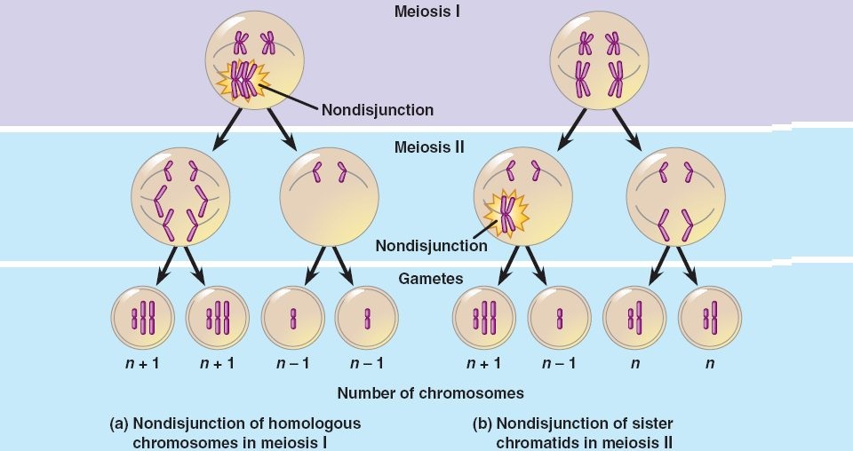 2n 6 meiosis diagram