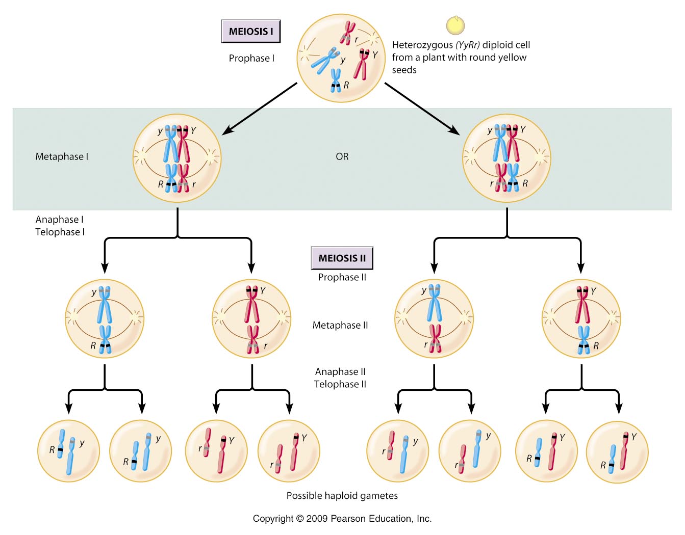 2n4 Meiosis Diagram 