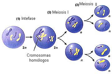 2n=4 meiosis diagram