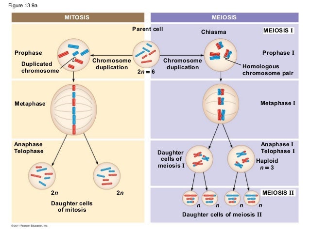 2n=6 meiosis diagram
