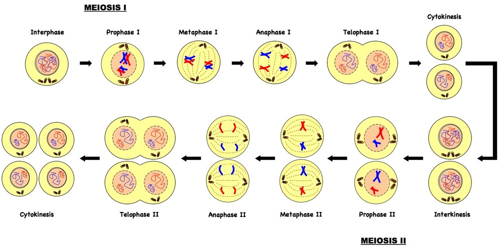 2n=6 meiosis diagram