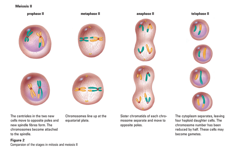 2n=6 meiosis diagram