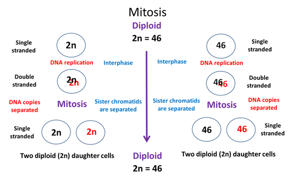 2n=6 mitosis diagram