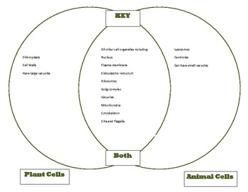 acids and bases venn diagram answers