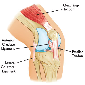 acl and mcl diagram