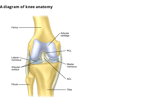 acl and mcl diagram