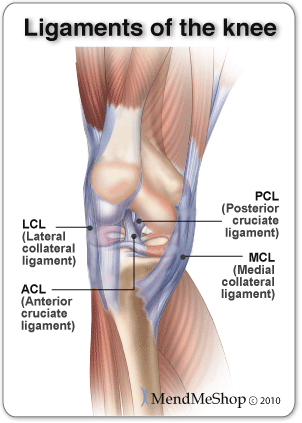 acl mcl pcl lcl diagram