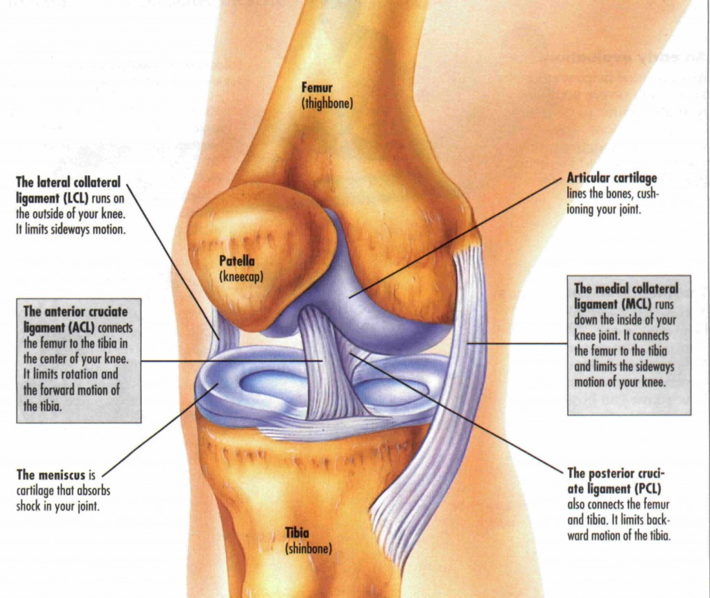 acl mcl pcl lcl diagram
