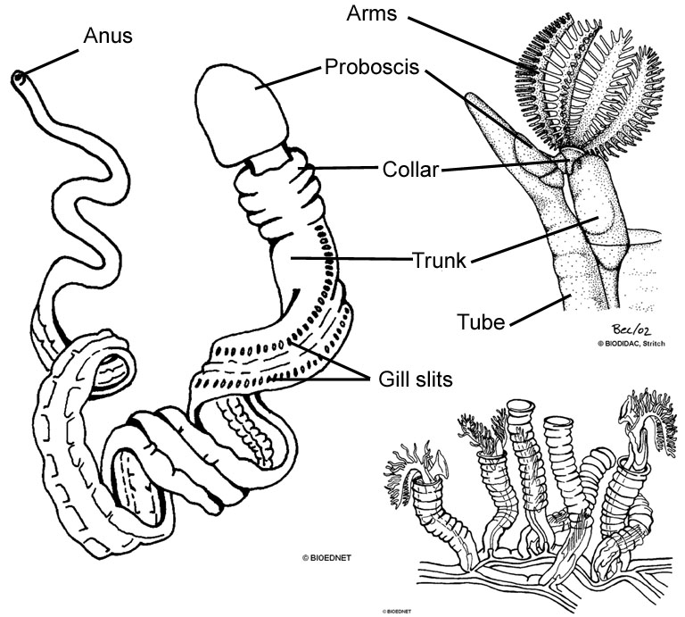acorn worm diagram