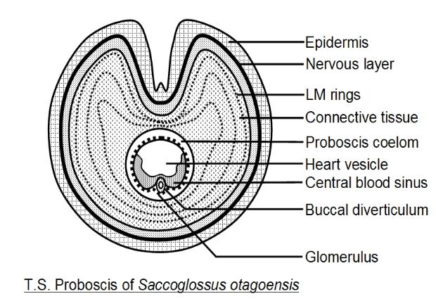 acorn worm diagram