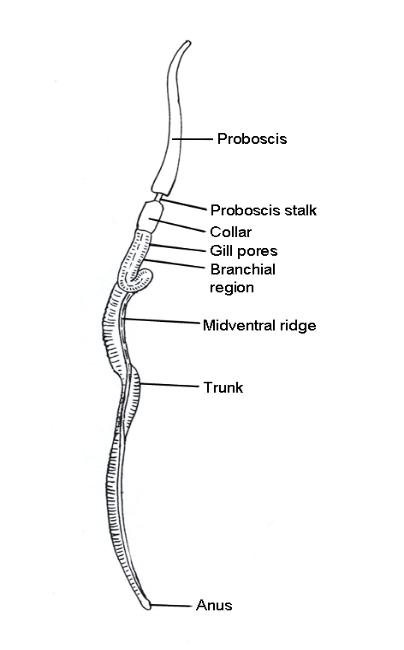 acorn worm diagram