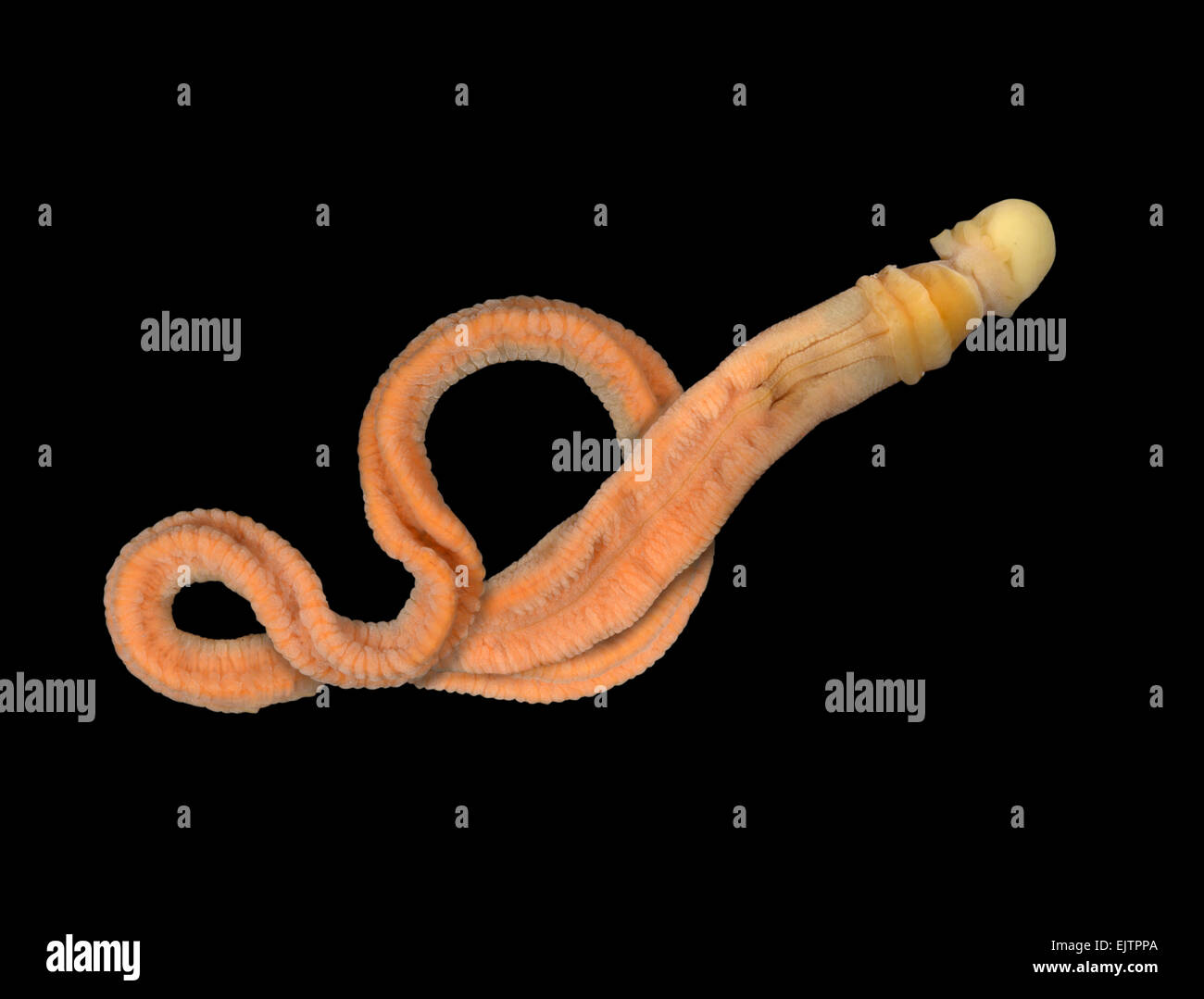 acorn worm diagram