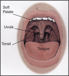 adenoids diagram