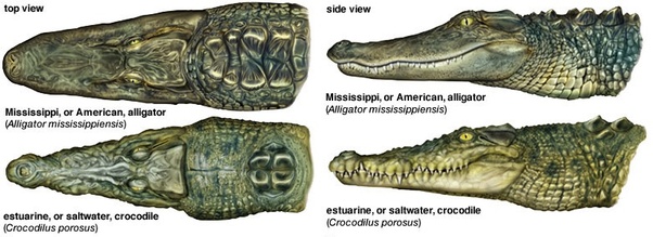 alligator kill spot diagram