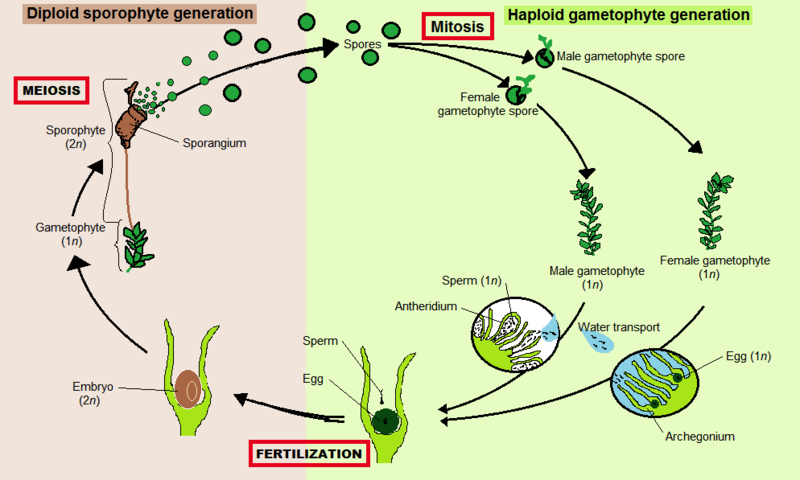 alternation of generations life cycle diagram