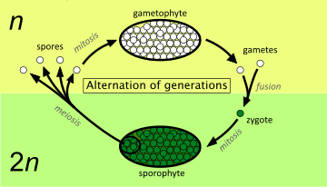 alternation of generations life cycle diagram