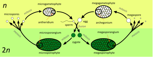 alternation of generations life cycle diagram