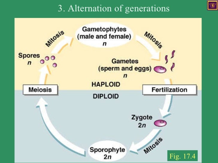 alternation of generations life cycle diagram