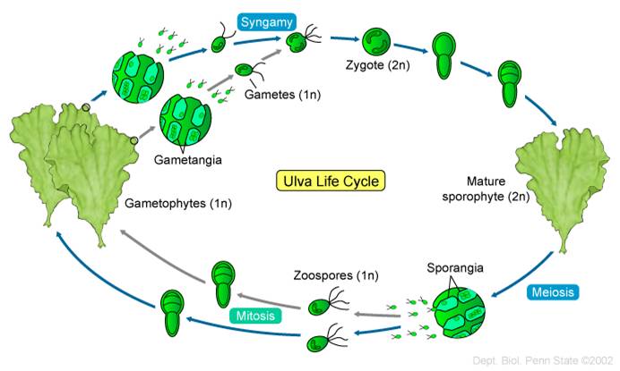 alternation of generations life cycle diagram