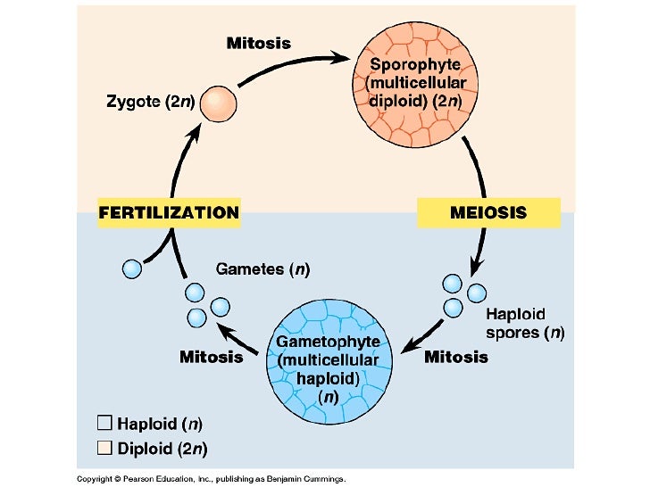 alternation of generations life cycle diagram