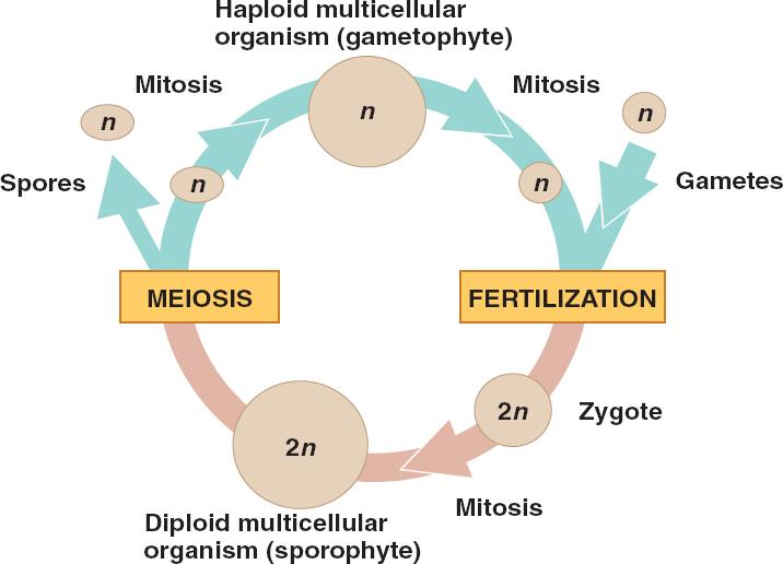 alternation of generations life cycle diagram