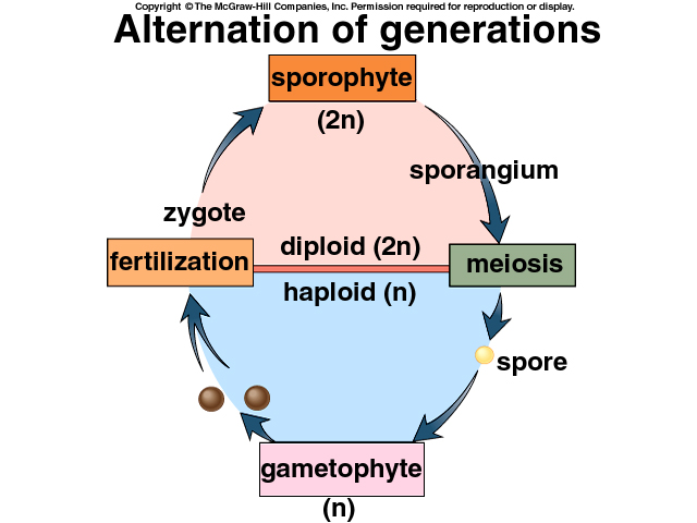 alternation of generations life cycle diagram