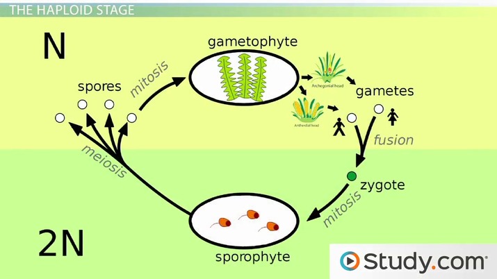 alternation of generations life cycle diagram