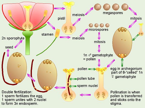 alternation of generations life cycle diagram