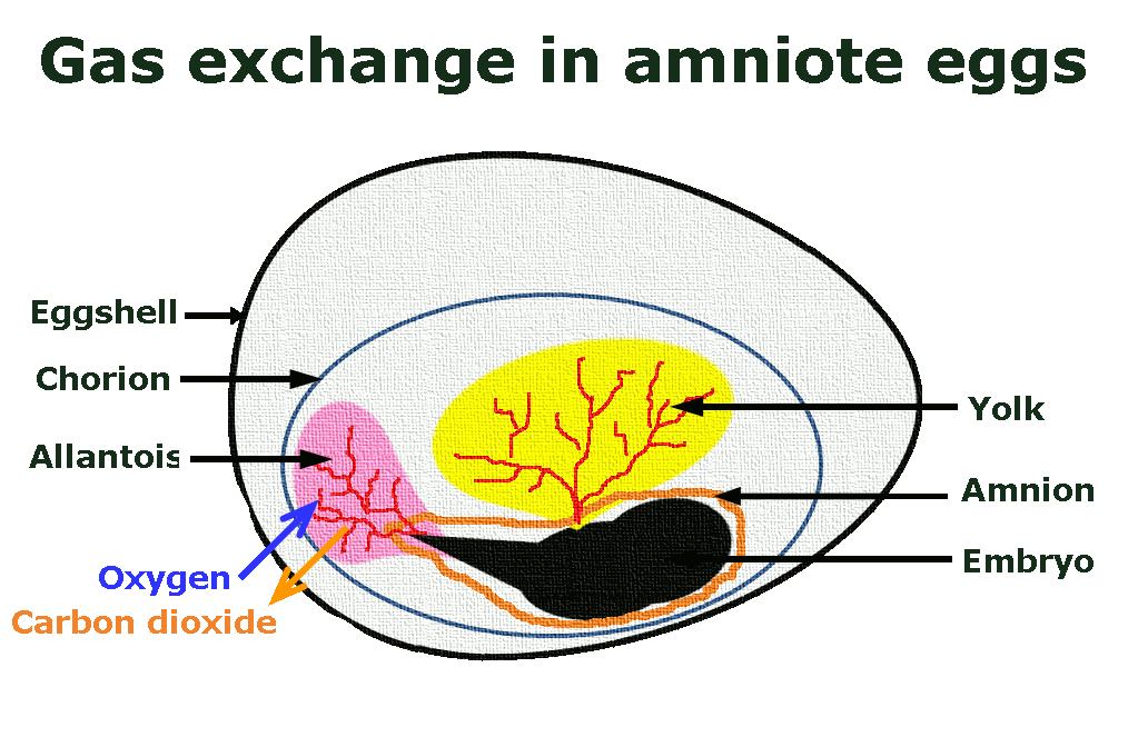 amniote egg diagram