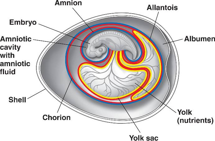 amniote egg diagram
