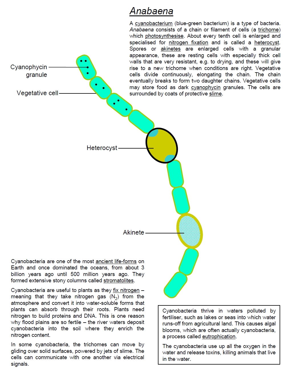 anabaena labeled diagram