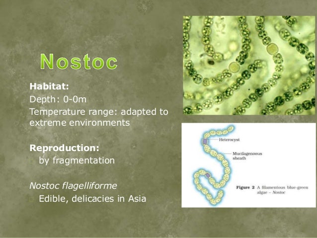 anabaena labeled diagram