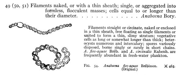 anabaena labeled diagram