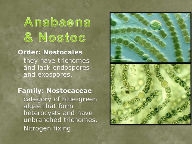 anabaena labeled diagram