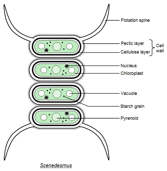 anabaena labeled diagram