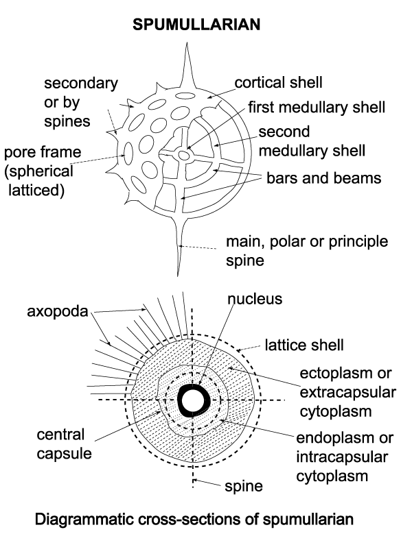 anabaena labeled diagram