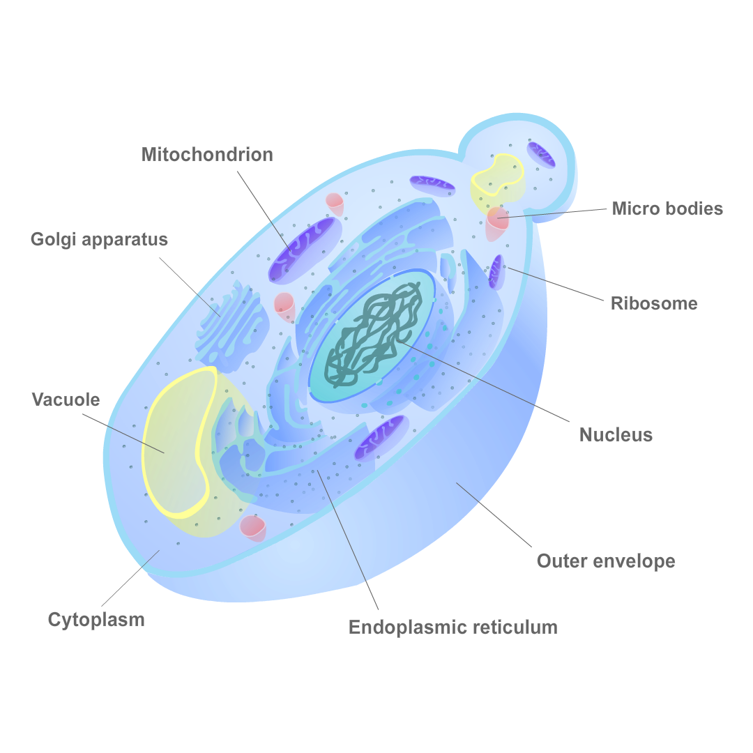 anabaena labeled diagram