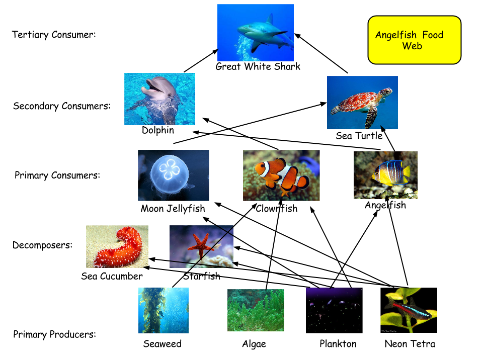 angelfish diagram