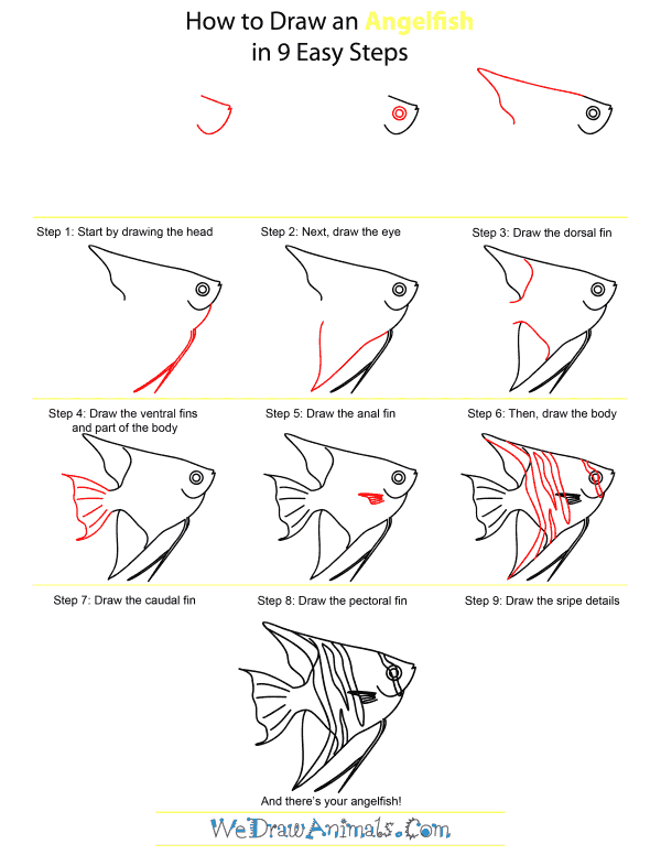 angelfish diagram