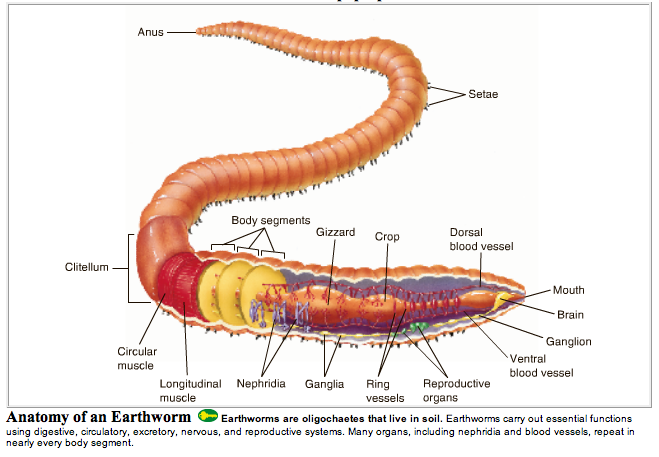 annelid diagram