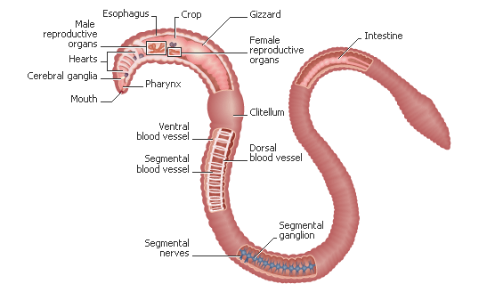 annelid diagram