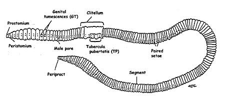 annelid diagram