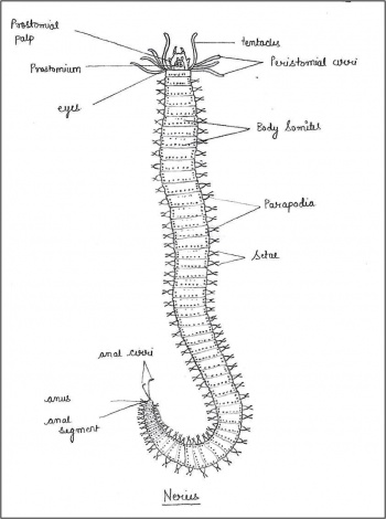 annelid diagram