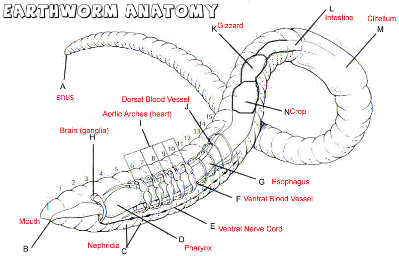 annelid diagram