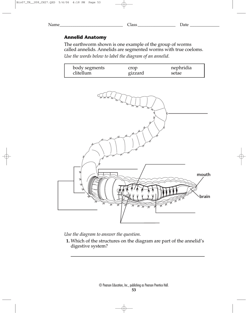 annelid diagram