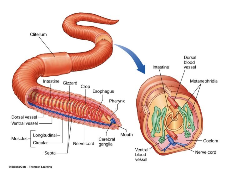 Annelid Diagram