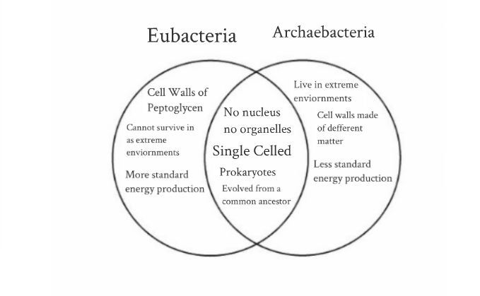archaebacteria and eubacteria venn diagram