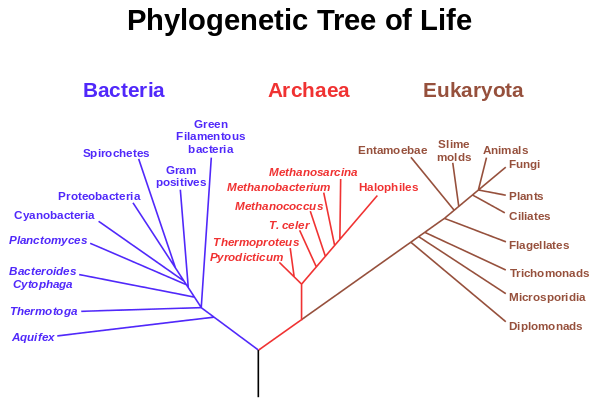 archaebacteria diagram