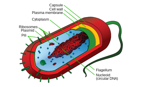 archaebacteria diagram